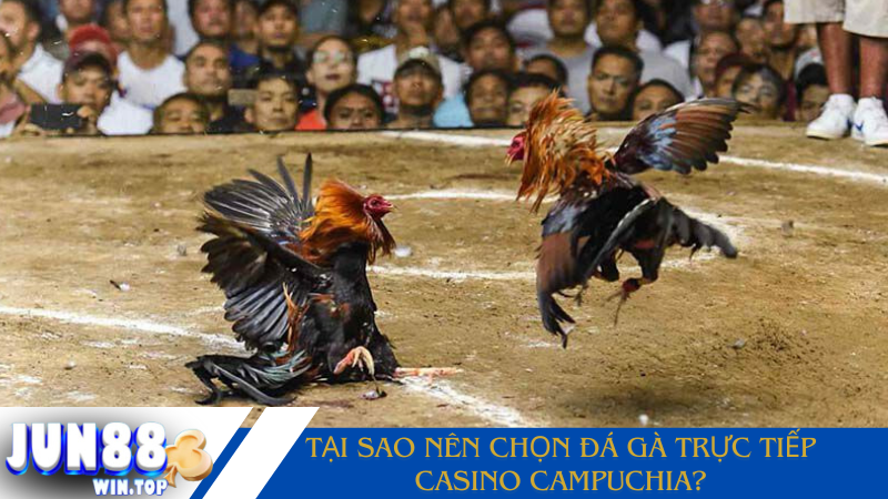 Vì sao đá gà trực tiếp casino Campuchia được yêu thích? 2 Tai sao ban nen chon da ga truc tiep casino Campuchia