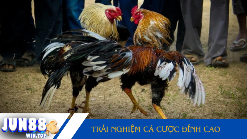 Vì sao đá gà trực tiếp casino Campuchia được yêu thích? 3 Trai nghiem ca cuoc dinh cao