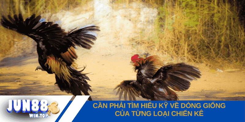 can phai tim hieu ky ve dong giong cua tung loai chien ke