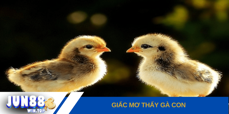 Mơ thấy gà đánh đề số gì? Điềm báo lành hay dữ? 4 giac mo thay ga con