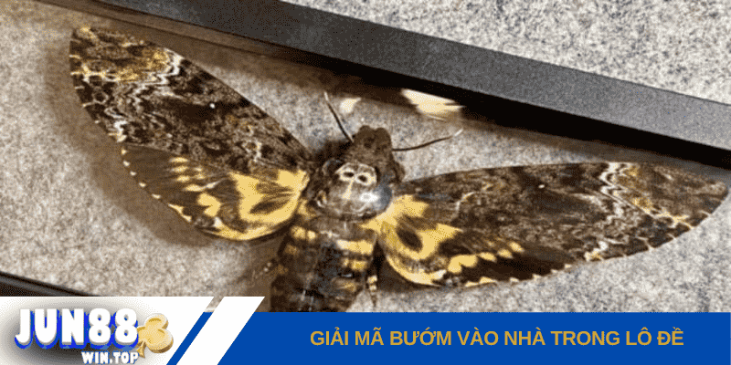 Bướm bay vào nhà: Điềm báo gì? Đánh đề số mấy? 3 giai ma buom vao nha trong lo de