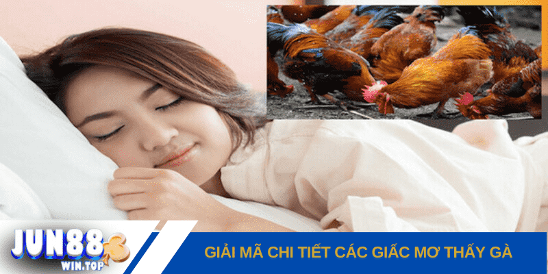 Mơ thấy gà đánh đề số gì? Điềm báo lành hay dữ? 3 giai ma chi tiet cac giac mo thay ga pho bien trong cuoc song