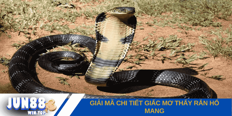 Điềm báo mơ thấy rắn hổ mang - Con số may mắn nào cho bạn? 2 jun88 giai ma chi tiet giac mo thay ran ho mang trong tung tinh huong