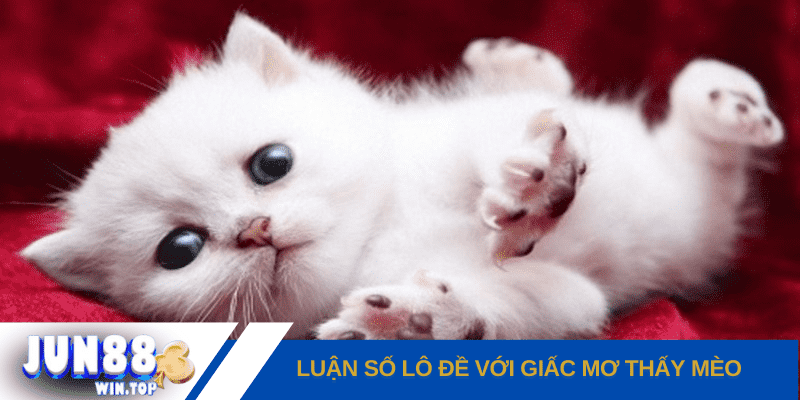 Mơ thấy mèo - Điềm báo lành hay dữ cho cuộc sống? 3 luan so lo de voi giac mo thay meo trong cac tinh huong pho bien.jpg