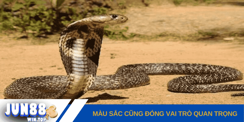 Điềm báo mơ thấy rắn hổ mang - Con số may mắn nào cho bạn? 3 mau sac cung dong vai tro quan trong trong viec giai ma giac mo