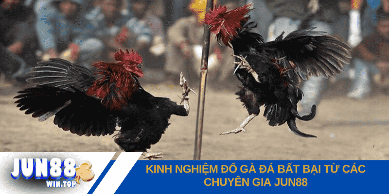 Kinh nghiệm đổ gà đá - Bí kíp tạo nên chiến binh bất bại 4 nhung buoc chuan bi can thiet truoc khi do ga