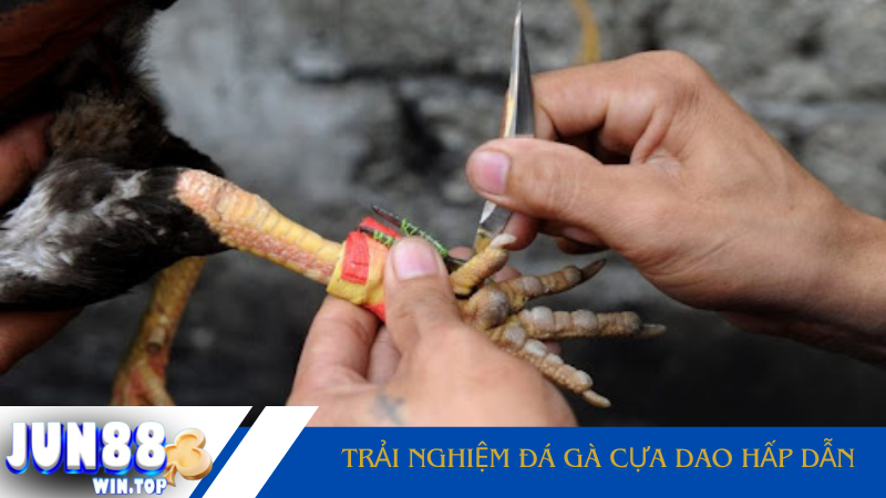 trai nghiem da ga cua dao hap dan