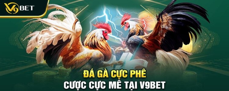 Top 5 trang đá gà mạng uy tín nhất Việt Nam 2024 4 v9bet mang den trai nghiem da ga truc tuyen dang tin cay