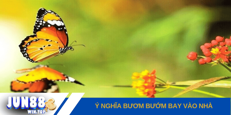 Bướm bay vào nhà: Điềm báo gì? Đánh đề số mấy? 2 y nghia buom buom bay vao nha